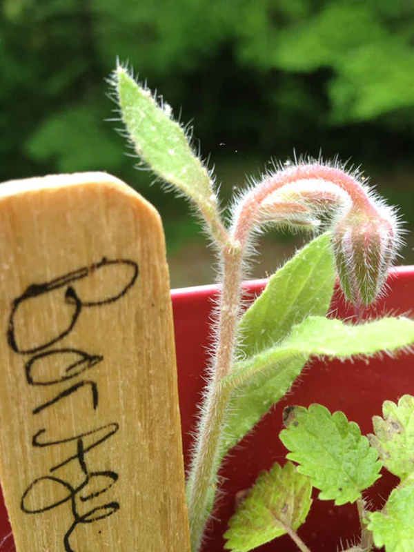 Cocktail Garden Grow Kit