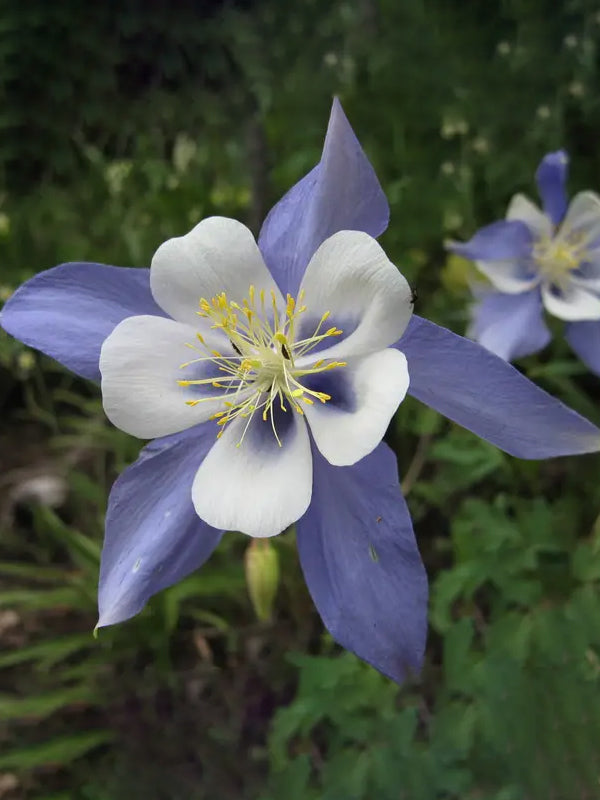 colorado columbine flower seeds Flower Seed Grow Kit: Rocky Mountain Columbine – Unlikely Professionals