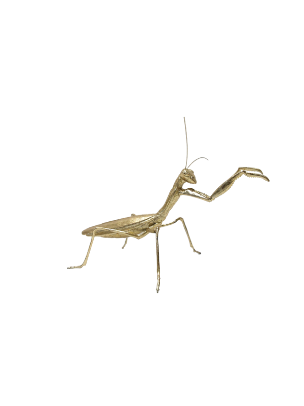 Golden Praying Mantis