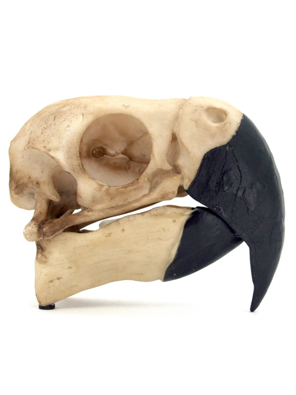 Parrot Skull