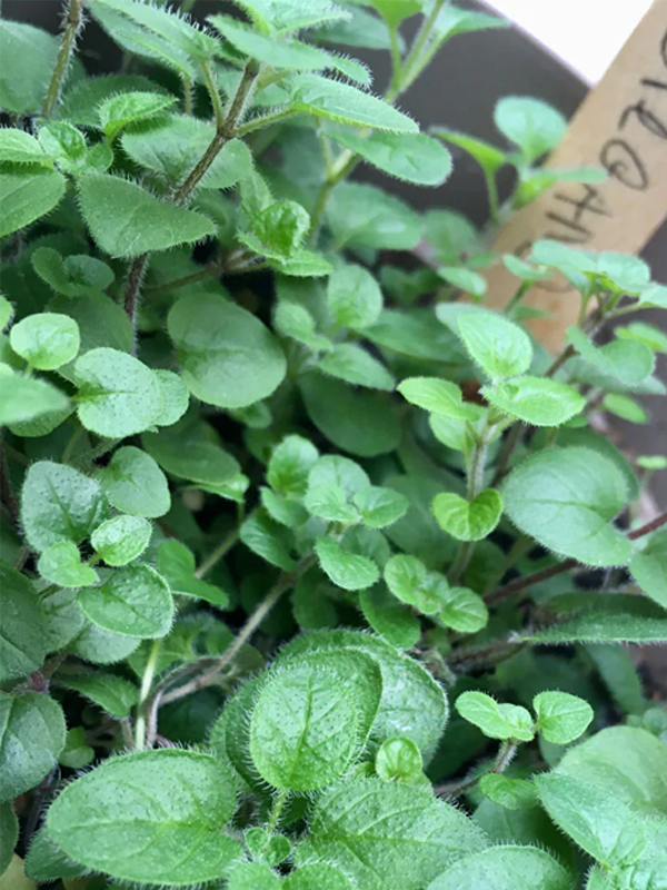 Herb Garden Grow Kit