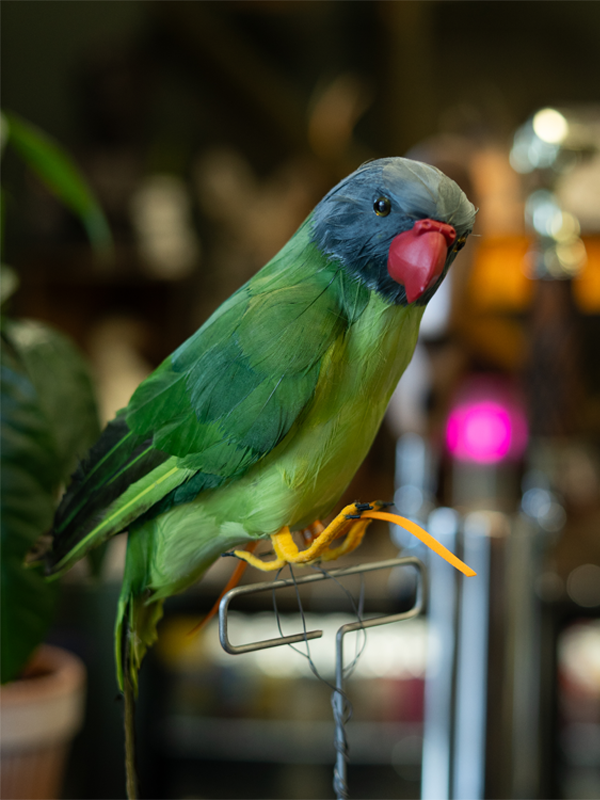 Artificial Birds: Green Parrot